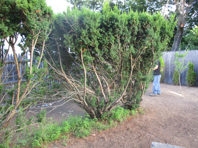 Cullins Service Landscapers Cutting Bushes and Removing Bush Stumps Newton Property